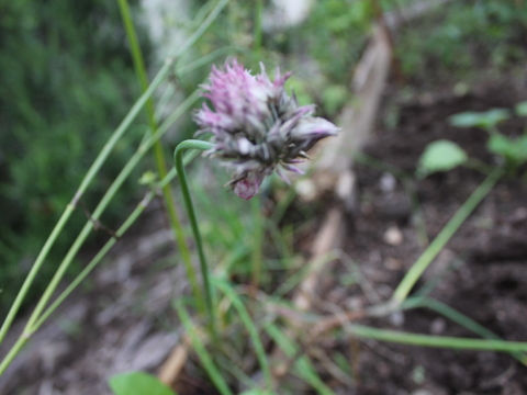 48.	Flor do Cebolinho (Allium schoenoprasum)
Data da fotografia: 11/06/2018
Utilidade/ função na horta: A planta tem compostos que são utilizadas como repelentes de insectos e propriedades fungícidas. Atrai polinizadores.